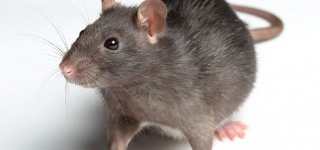 Getting Rid of Vermin with Reliable Pest Control Manchester Services
