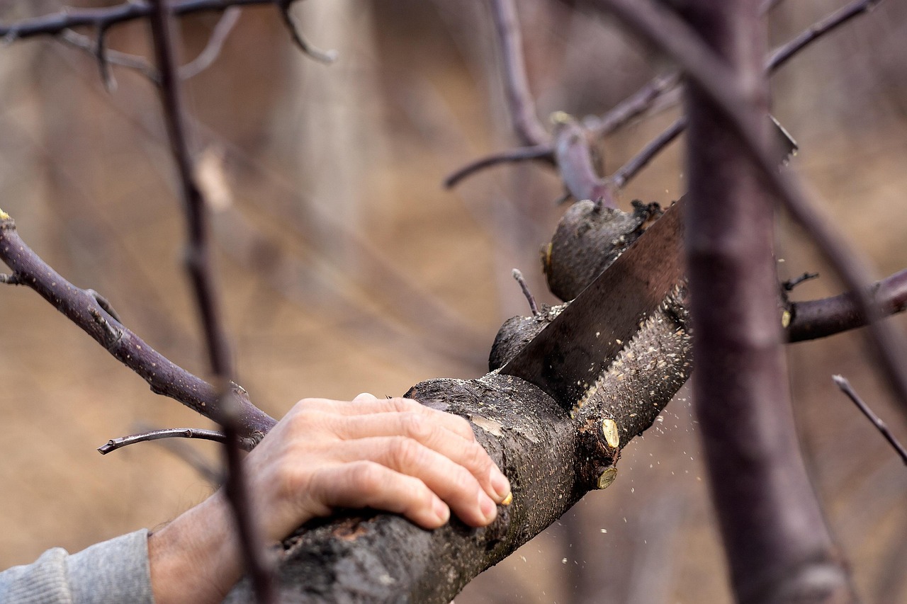 Cutting, saw, wood — How can I light my backyard at night?