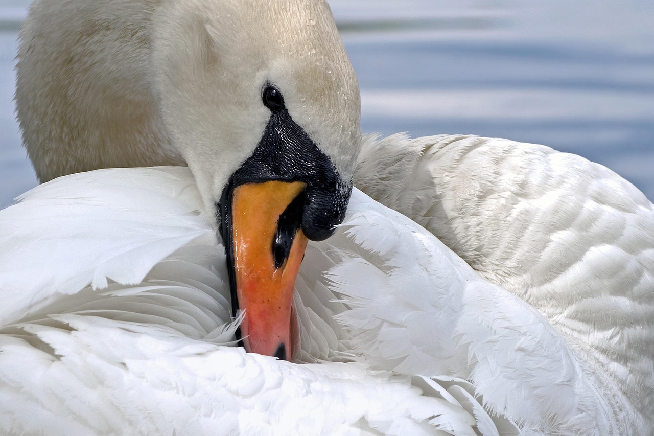 Swan, bird, white swan — How to ensure that you are choosing the Best Carpet Cleaning Service in Oxford