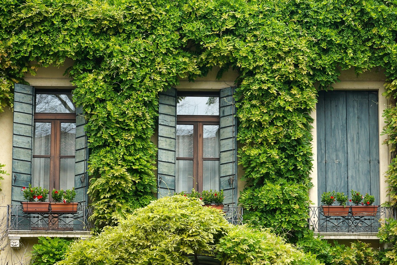 Window, ivy, shutter — The pressing concerns of finding the best household furniture company