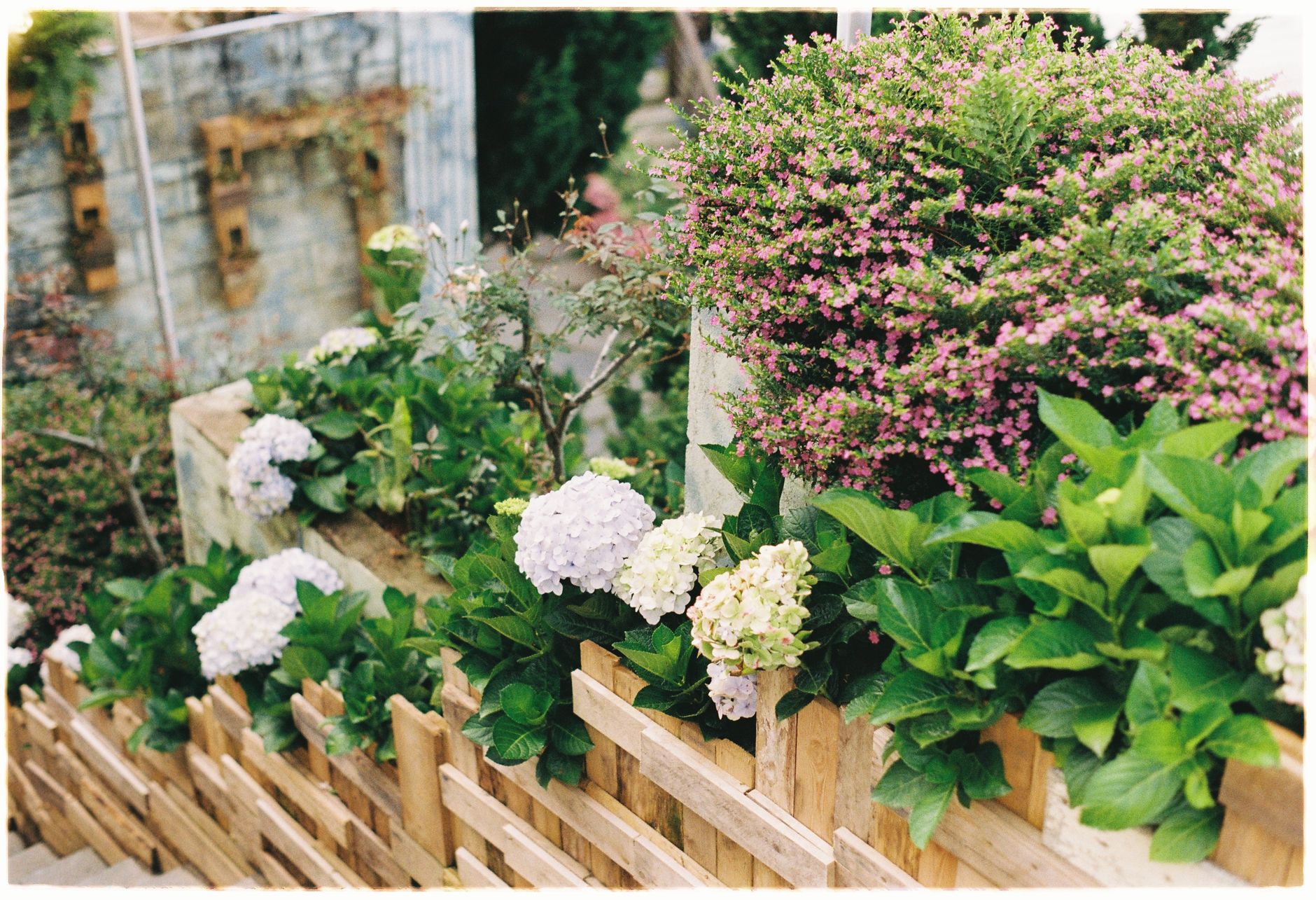 Vibrant garden featuring blooming hydrangeas and pink flowers surrounded by wooden fencing. — Will vinegar rot a tree stump?