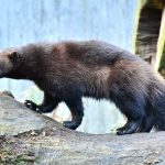 Wolverine major feature