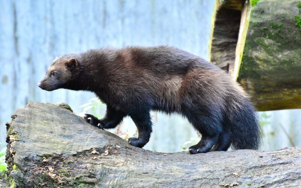 Wolverine Major Feature: Best Proven Update Since PS5 Launch